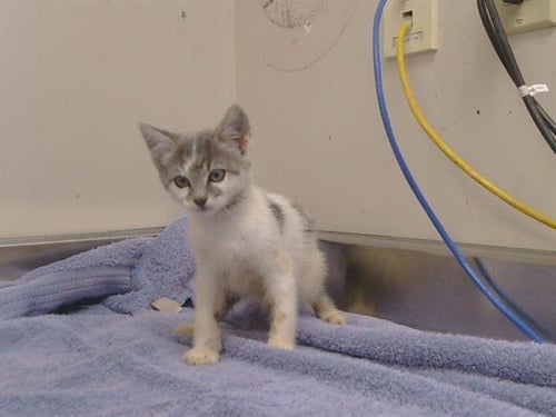 A925298 - Domestic Short Hair available for adoption