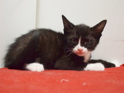 *MEI - Domestic Short Hair for adoption in Elk Grove