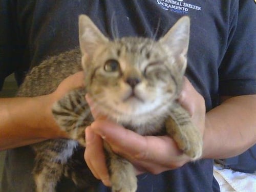 A923096 - Domestic Short Hair available for adoption