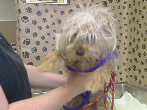A926208 - Yorkshire Terrier Yorkie available for adoption