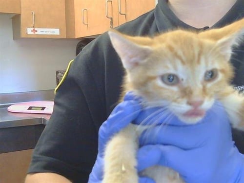 *NICO - Domestic Short Hair available for adoption