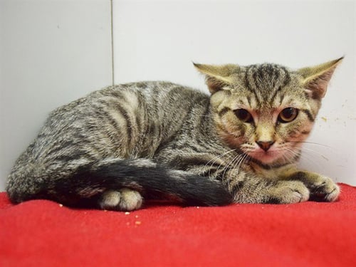 AZRIEL - Domestic Short Hair available for adoption