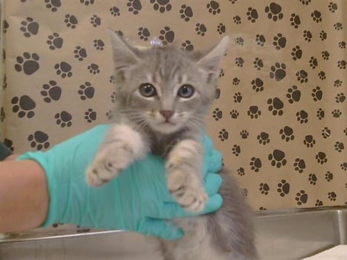 A926095 - Domestic Short Hair available for adoption