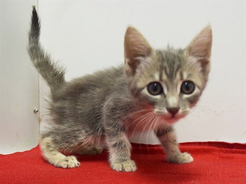 *ANTONIA - Domestic Short Hair available for adoption