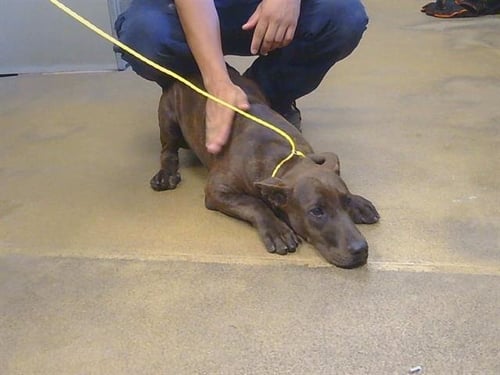 A925391 - Pit Bull Terrier available for adoption