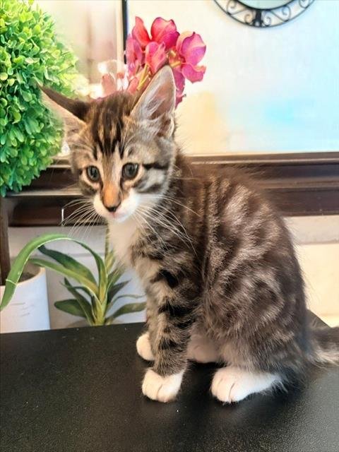 ATLAS - Domestic Short Hair available for adoption