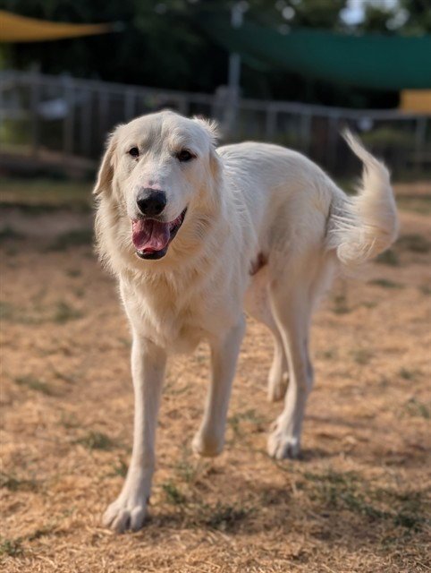 *CLOUD - Great Pyrenees available for adoption