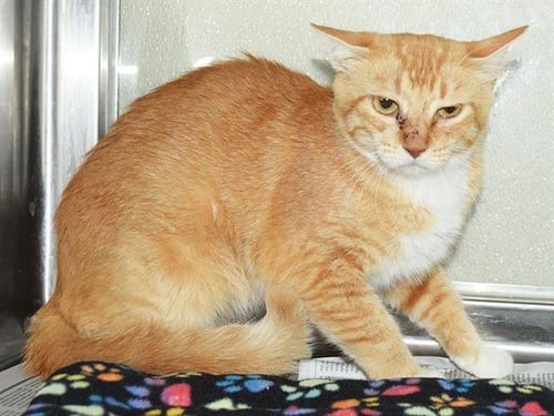 A926313 - Domestic Short Hair available for adoption