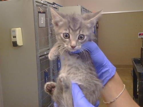 A929460 - Domestic Short Hair available for adoption