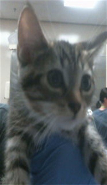 *LEILANI Image
