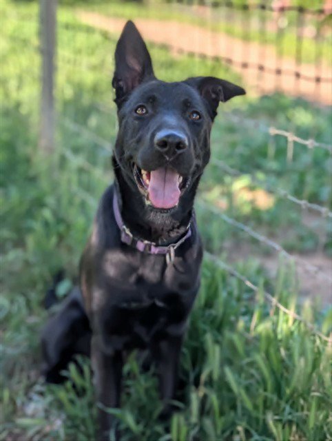 *MINA - German Shepherd Dog available for adoption