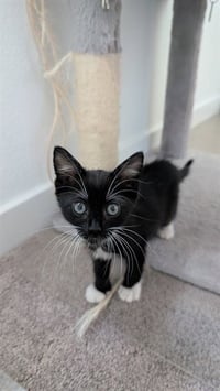 HAZEL - Photo 1