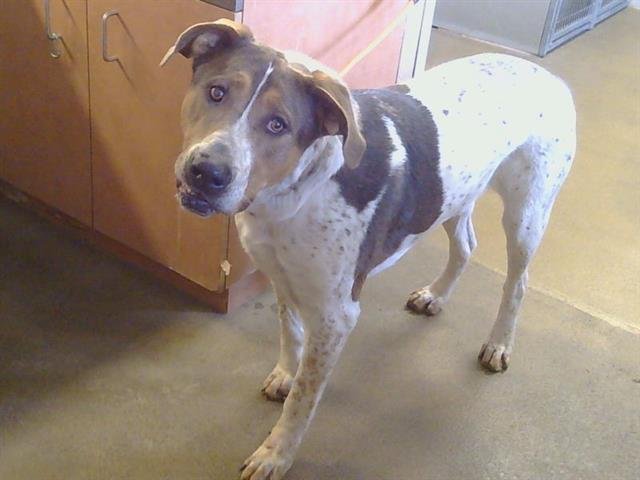 *BALENCIAGA - Treeing Walker Coonhound available for adoption