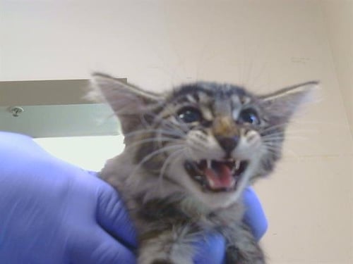 *BAHAMA - Domestic Medium Hair available for adoption
