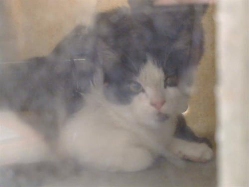A926542 - Domestic Short Hair available for adoption