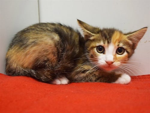 *PATTY - Domestic Short Hair available for adoption