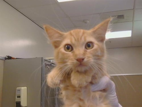 A925003 - Domestic Short Hair available for adoption