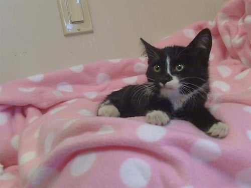 A930969 - Domestic Short Hair available for adoption