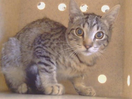 A925902 - Domestic Short Hair available for adoption