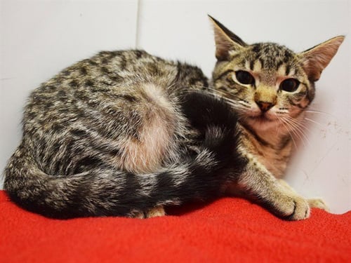 *SARASA - Domestic Short Hair available for adoption