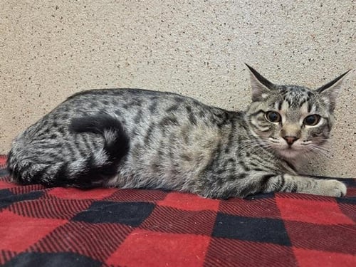 *SARASA - Domestic Short Hair available for adoption