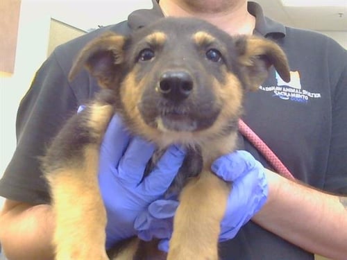 *ACORN - German Shepherd Dog available for adoption