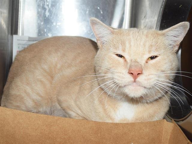 *TYLER (BARN CAT) Image