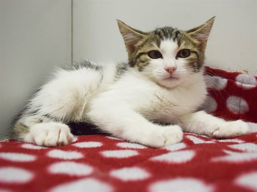 *EDITH - Domestic Short Hair for adoption in Elk Grove