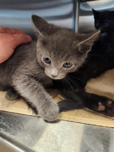 *SMOKE - Domestic Short Hair available for adoption