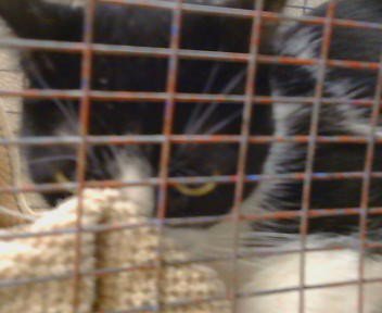 A926287 - Domestic Short Hair available for adoption