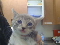 *PEPPER - Photo 1