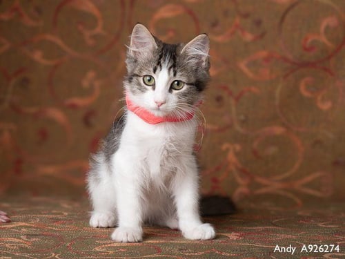 ANDY - Domestic Medium Hair available for adoption