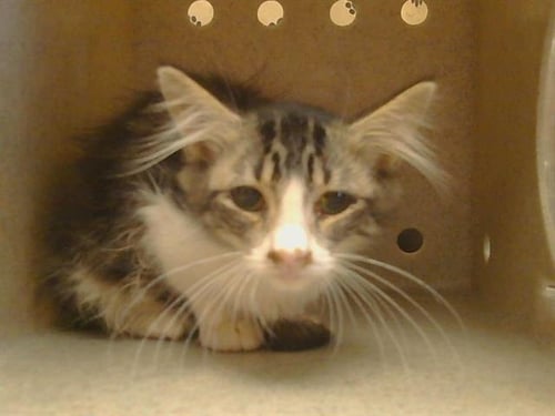 A925784 - Domestic Medium Hair available for adoption