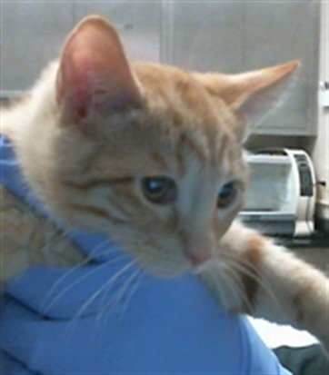 A923963 - Domestic Short Hair available for adoption