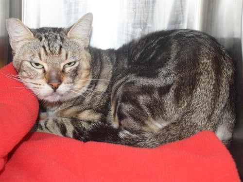 *SIMON (BARN CAT) - Domestic Short Hair available for adoption