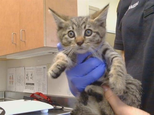 A929915 - Domestic Short Hair available for adoption