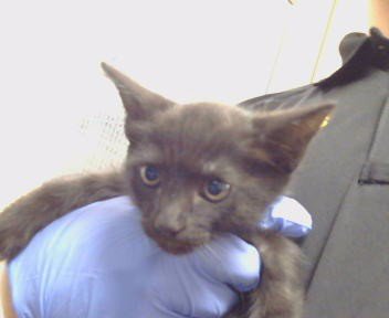A929500 - Domestic Short Hair available for adoption