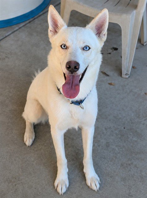*TOFU - Siberian Husky available for adoption
