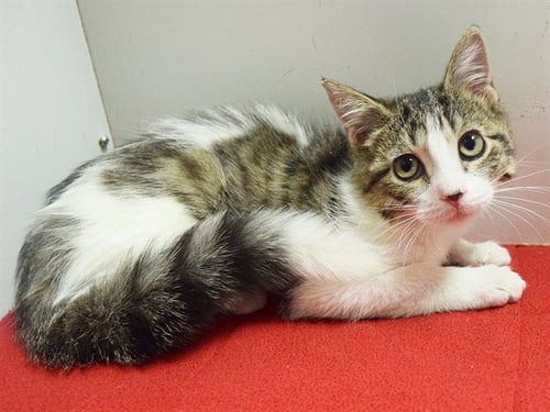 *PADRIC - Domestic Medium Hair available for adoption