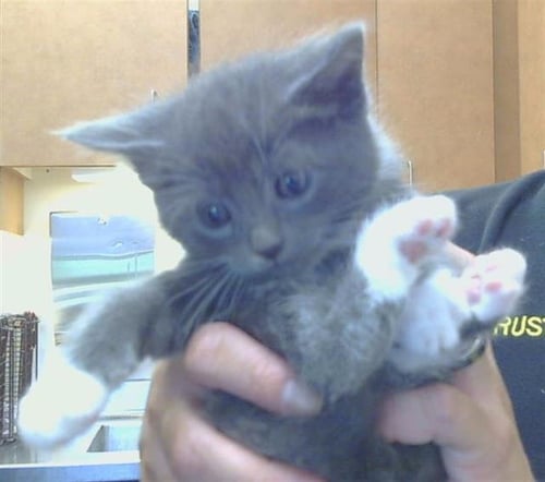 *ALFIE - Domestic Short Hair available for adoption