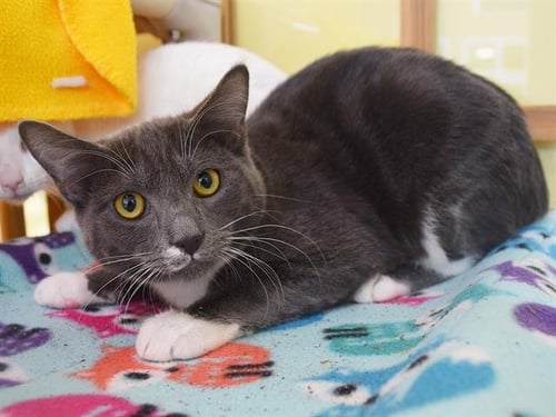 *ALFIE - Domestic Short Hair available for adoption