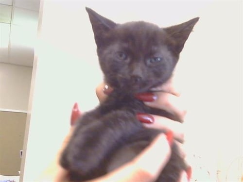 A925021 - Domestic Short Hair available for adoption