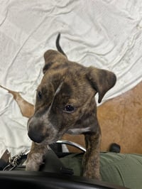 NOVA - Photo 1