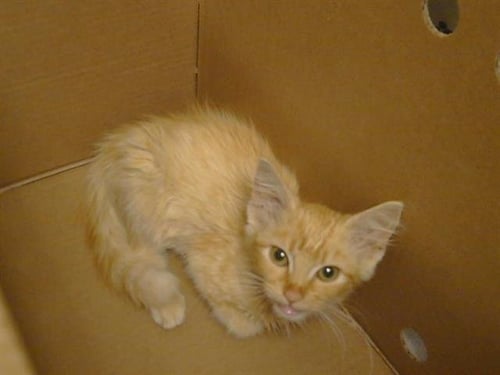 A925810 - Domestic Medium Hair available for adoption