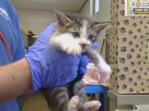 A927140 - Domestic Short Hair available for adoption