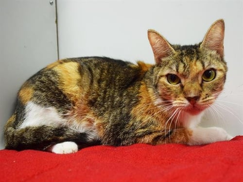 *TANSY - Domestic Short Hair available for adoption