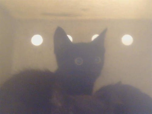 A924116 - Domestic Short Hair available for adoption