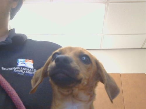 A927644 - Dachshund available for adoption