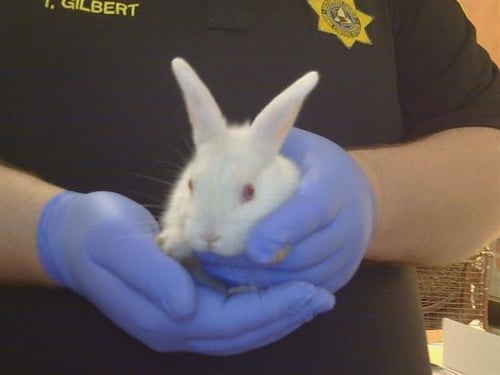 *CLIFFORD - Shorthaired Rabbit available for adoption