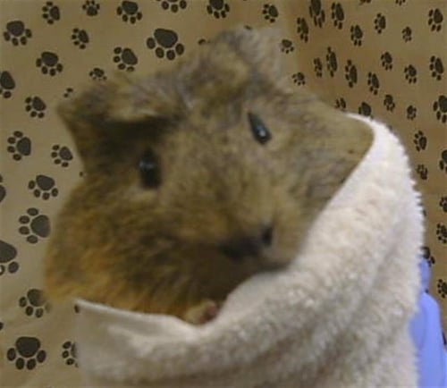 A928005 - Guinea Pig available for adoption